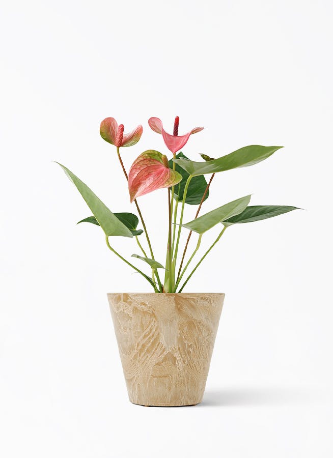 upbotanです♪3点セット！アンスリウム2 カラー2 モンステラ アンスリウム 3号 | 観葉植物ならHitoHana