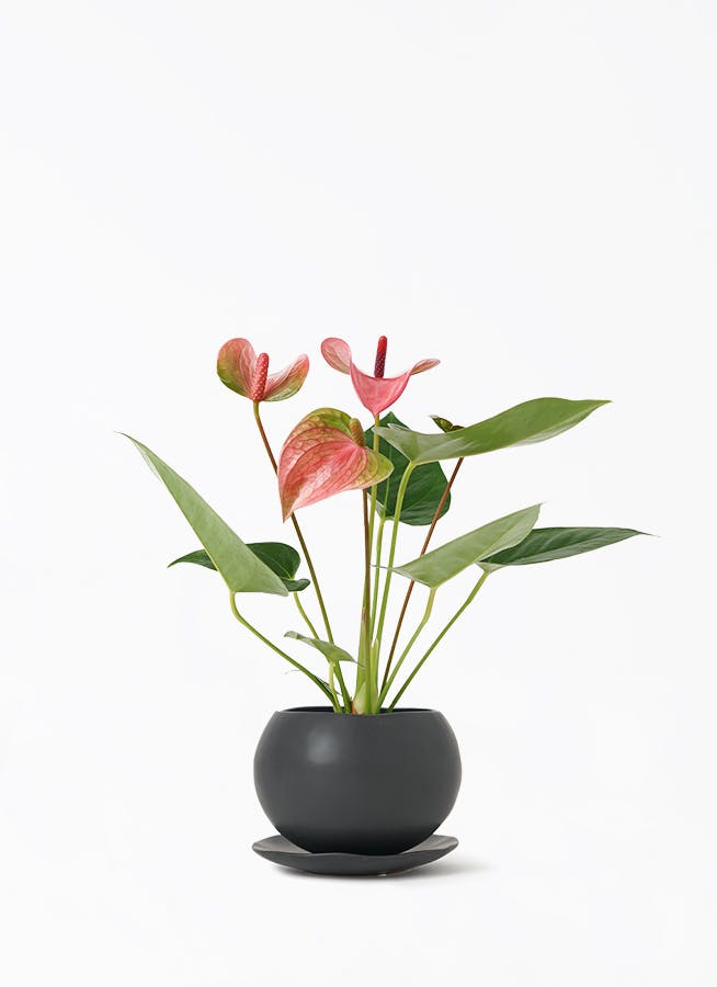 upbotanです♪3点セット！アンスリウム2 カラー2 モンステラ アンスリウム 3号 | 観葉植物ならHitoHana