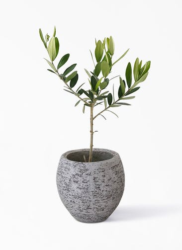 観葉植物 オリーブの木 3号 Eco Stone（エコストーン） Gray 付き