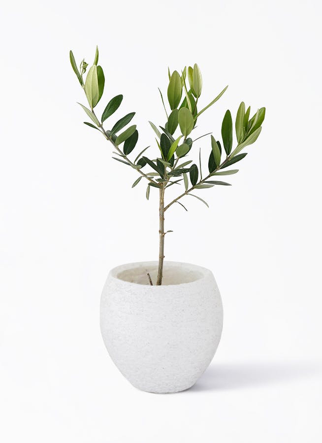 観葉植物 オリーブの木 3号 Eco Stone（エコストーン） 付き | 観葉