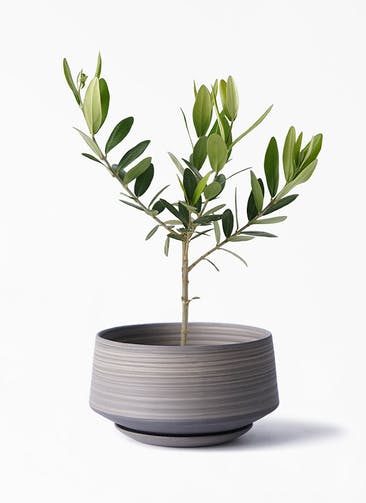 観葉植物 オリーブの木 3号 レイヤードポット 皿付き gray 植え替えキット付き