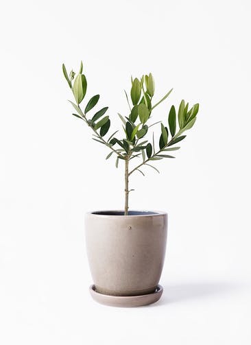観葉植物 オリーブの木 3号 Austere(アステア) トール ベージュ 植え替えキット付き