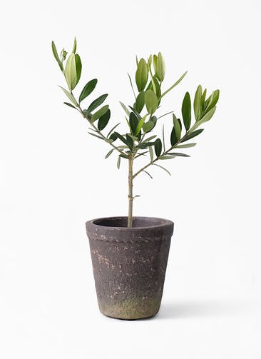 観葉植物 オリーブの木 3号 スペッツポット モスブラウン 植え替えキット付き
