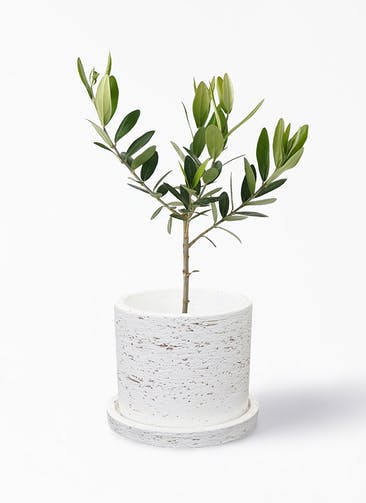 観葉植物 オリーブの木 3号 ブロンクス シリンダー ホワイト 植え替えキット付き