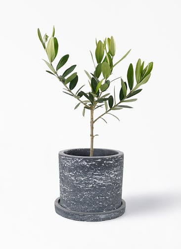観葉植物 オリーブの木 3号 ブロンクス シリンダー ブラック 植え替えキット付き