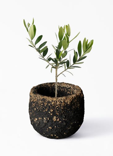 観葉植物 オリーブの木 3号 Coral Pot (コーラルポット) ブラック 付き
