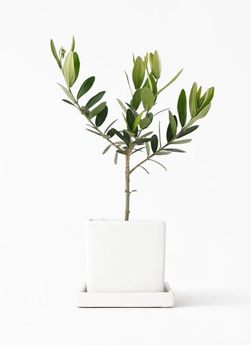 観葉植物 オリーブの木 3号 オスト キューブ マットホワイト 植え替えキット付き