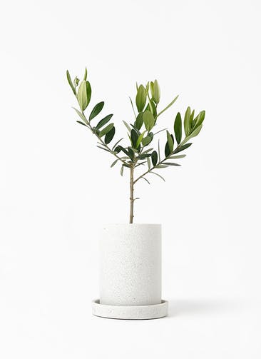 観葉植物 オリーブの木 3号 ティカシリンダーライトグレイ S ホワイト 植え替えキット付き