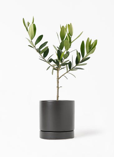 観葉植物 オリーブの木 3号 オーセ 11 K ブラック 植え替えキット付き