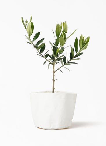 観葉植物 オリーブの木 3号 クラフトペーパーポット 1 W ホワイト 付き