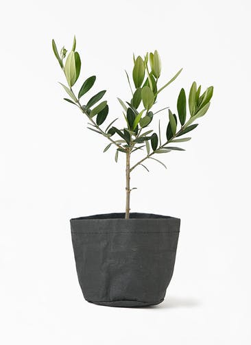 観葉植物 オリーブの木 3号 クラフトペーパーポット 1 K ブラック 付き
