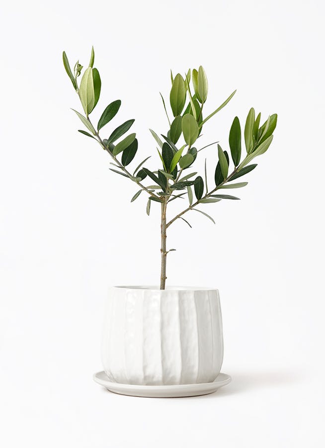 オリーブの木 13年