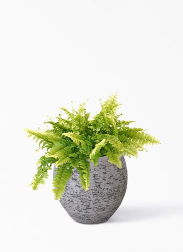 観葉植物 ネフロレピス 3号 Eco Stone（エコストーン） Gray 付き