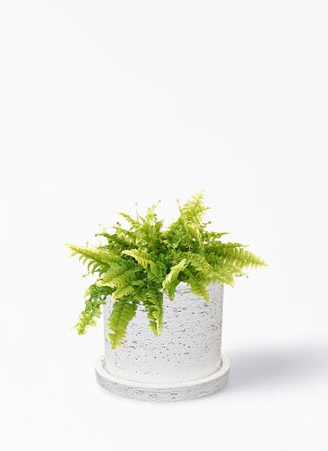 観葉植物 ネフロレピス 3号 ブロンクス シリンダー ホワイト 植え替えキット付き
