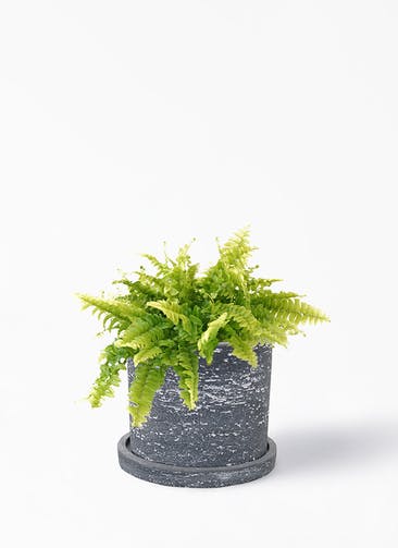 観葉植物 ネフロレピス 3号 ブロンクス シリンダー ブラック 植え替えキット付き