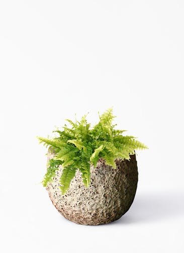 観葉植物 ネフロレピス 3号 Coral Pot (コーラルポット) ホワイト 植え替えキット付き