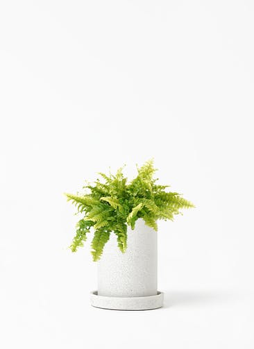 観葉植物 ネフロレピス 3号 ティカシリンダーライトグレイ S ホワイト 植え替えキット付き