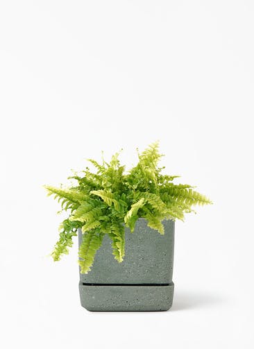 観葉植物 ネフロレピス 3号 ヘイニ 11 G グリーン 植え替えキット付き