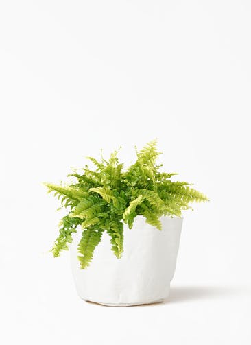 観葉植物 ネフロレピス 3号 クラフトペーパーポット 1 W ホワイト 付き