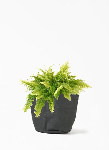 観葉植物 ネフロレピス 3号 クラフトペーパーポット 1 K ブラック 付き