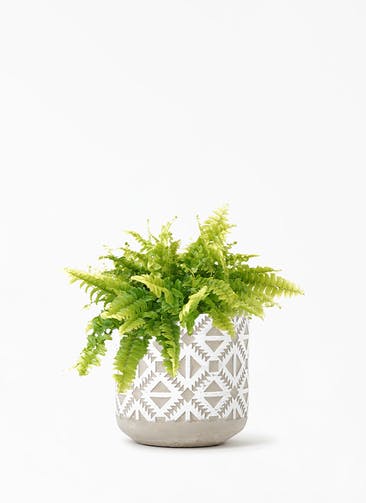 観葉植物 ネフロレピス 3号 ロニア 11 W ホワイト