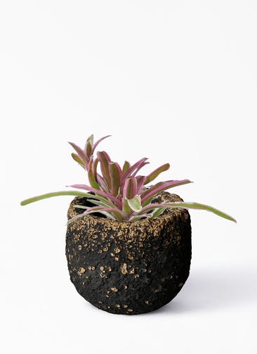 観葉植物 ネオレゲリア 3号 Coral Pot (コーラルポット) ブラック 付き