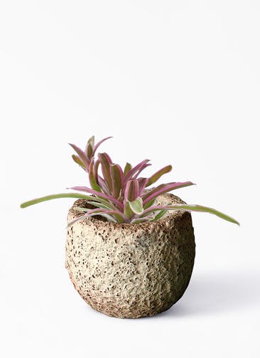 観葉植物 ネオレゲリア 3号 Coral Pot (コーラルポット) ホワイト 付き
