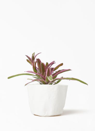観葉植物 ネオレゲリア 3号 クラフトペーパーポット 1 W ホワイト 付き
