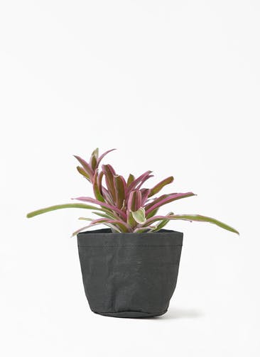 観葉植物 ネオレゲリア 3号 クラフトペーパーポット 1 K ブラック 付き