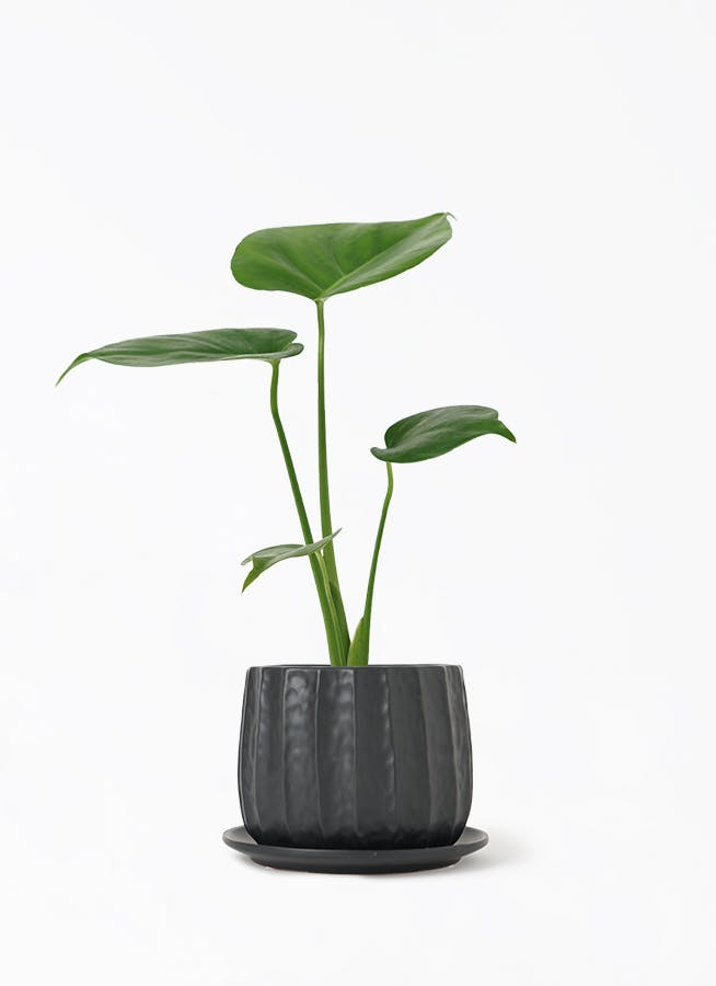 モンステラ 3号 | 観葉植物ならHitoHana