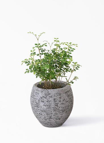 観葉植物 シマトネリコ 3号 Eco Stone（エコストーン） Gray 付き