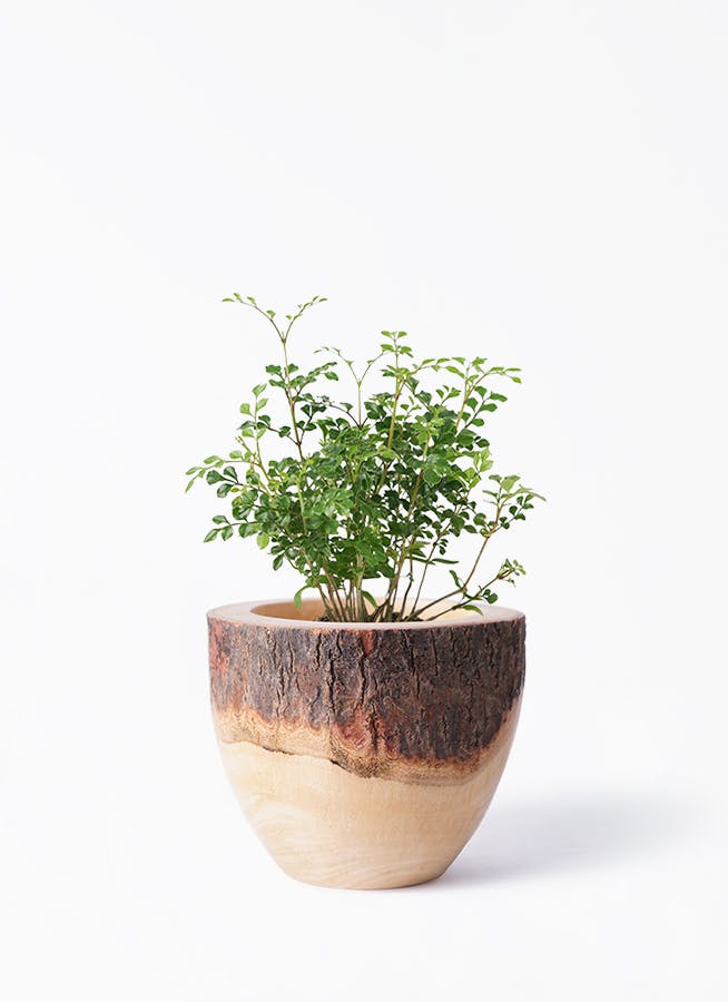 babythree 超レアオイル目 植木鉢シリーズ 観葉植物 シマトネリコ 3号 Mango Wood(マンゴーウッド