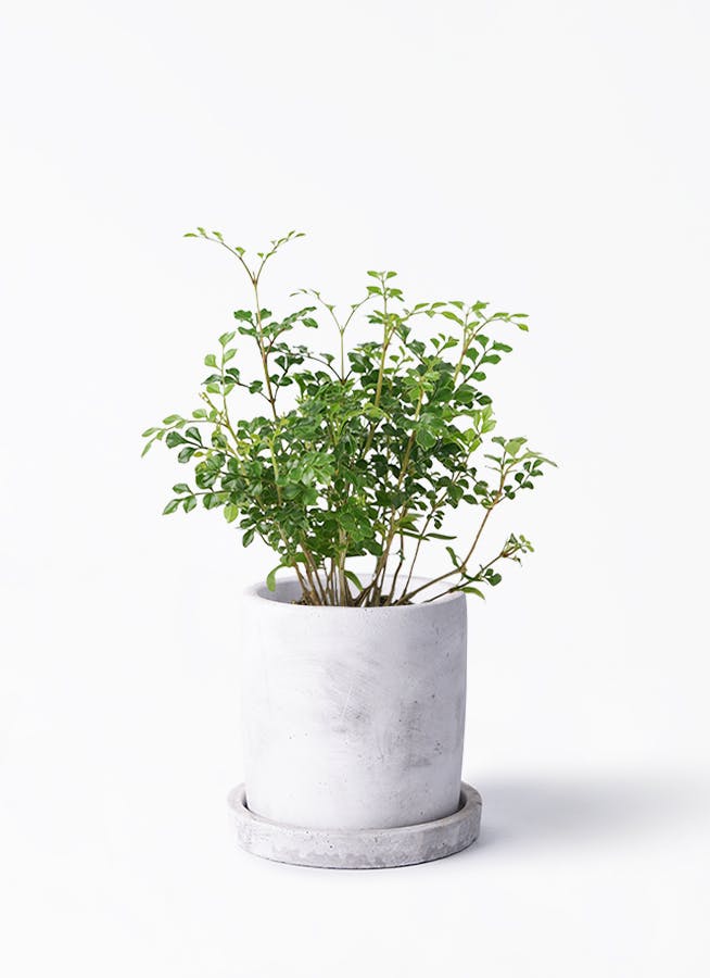 期間限定お値引き中❣️希少❗️マドカズラ白斑　フルムーンほか　5.5号鉢付　親株 KENZO (@fw_kenzo) / Posts / X