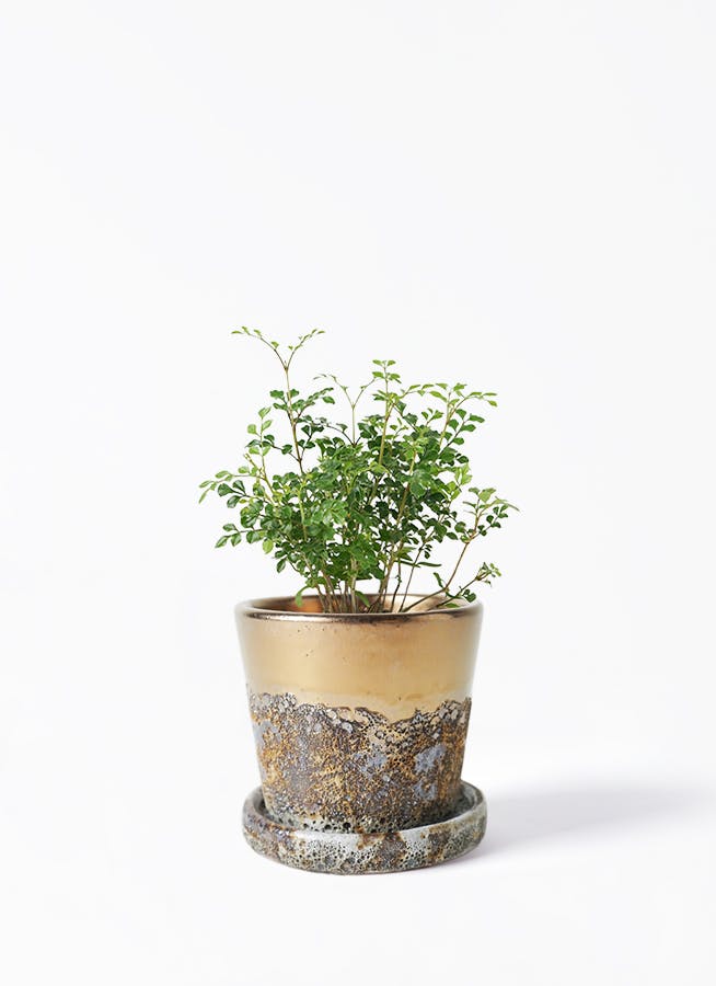 ゴールド・シルバー・ブロンズの鉢カバー付きの観葉植物 | HitoHana