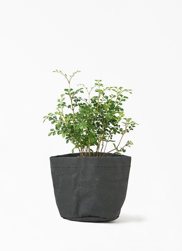 観葉植物 シマトネリコ 3号 クラフトペーパーポット 1 K ブラック 付き