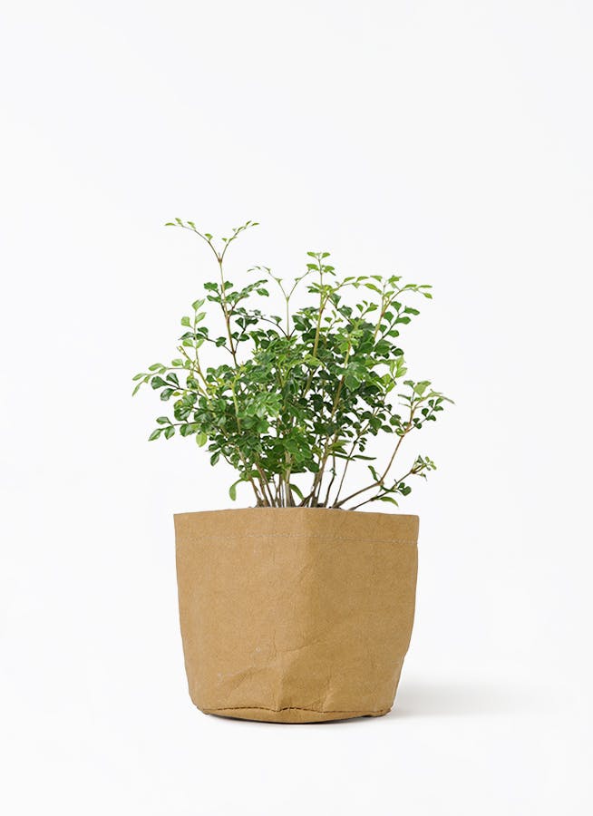 モカポトスページ 観葉植物 ポトス 3号 斑入り クラフトペーパーポット 1 T 付き | 観葉