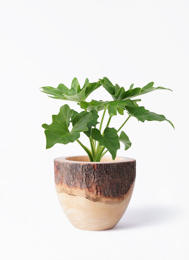 フィロデンドロン　セローム3 観葉植物 フィロデンドロン 3号 セローム ヒトデカズラ ラーケル