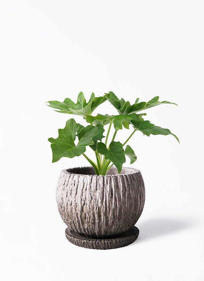 MAKINAGI Plants pot 　植木鉢　シルバー　h&o