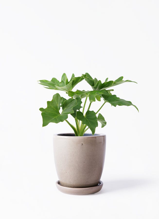素敵な フィロデンドロンバーキン ポトス オーガスタ 3鉢 植物/観葉
