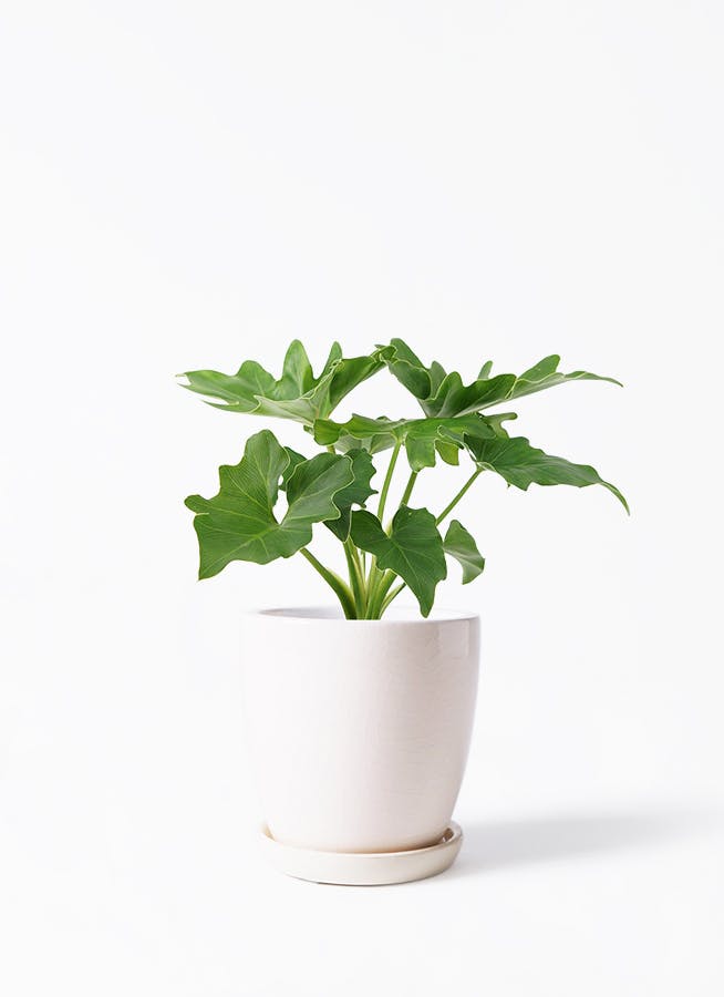 フィロデンドロン | 観葉植物の通販ならHitoHana（ひとはな）