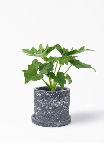 観葉植物 セローム ヒトデカズラ 3号 ブロンクス シリンダー ブラック 植え替えキット付き