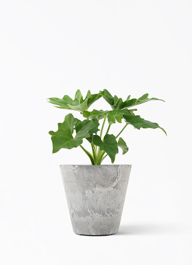 観葉植物 フィロデンドロン 3号 セローム ヒトデカズラ アート