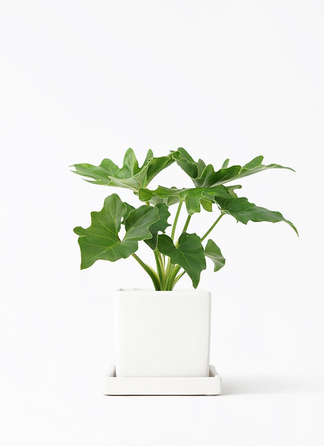 フィロデンドロン | 観葉植物の通販ならHitoHana（ひとはな）