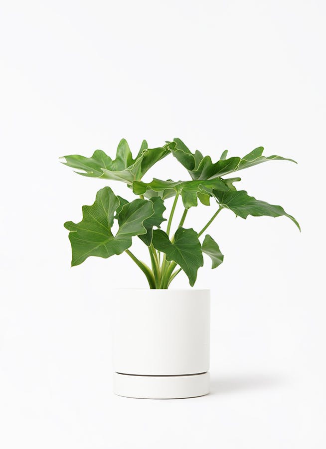 フィロデンドロン | 観葉植物の通販ならHitoHana（ひとはな）