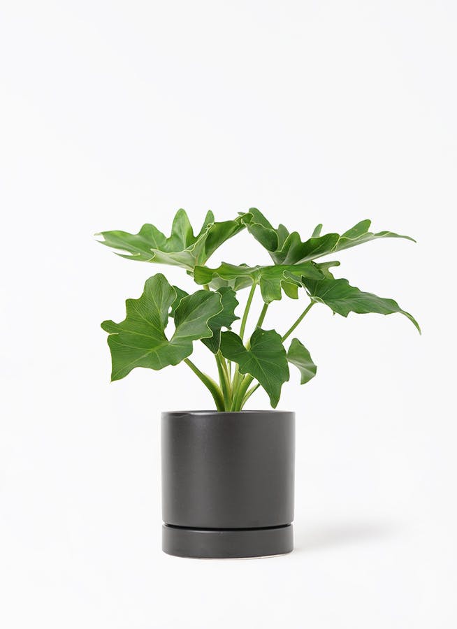 フィロデンドロン　セローム3 観葉植物 フィロデンドロン 3号 セローム ヒトデカズラ ベラ S