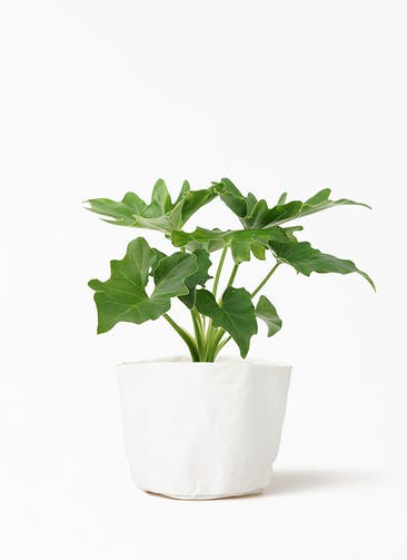 観葉植物 フィロデンドロン 3号 セローム ヒトデカズラ クラフトペーパーポット 1 W ホワイト 付き