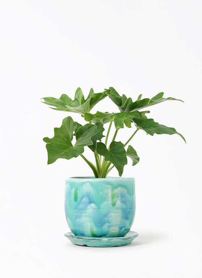 フィロデンドロン エメラルド