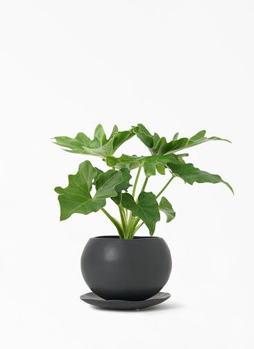 観葉植物 フィロデンドロン 3号 セローム ヒトデカズラ マリナ 黒 L 植え替えキット付き