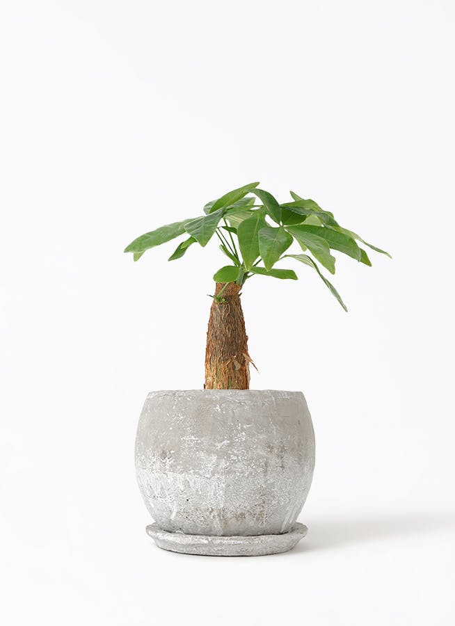 観葉植物 フィロデンドロン 3号 セローム ヒトデカズラ ロゼッタボウル