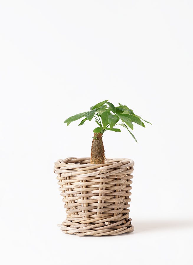 観葉植物 フィロデンドロン 3号 セローム ヒトデカズラ Gray